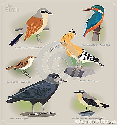 Image set of birds Vector Illustration