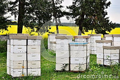 White Honey Bee Hives Stock Photo