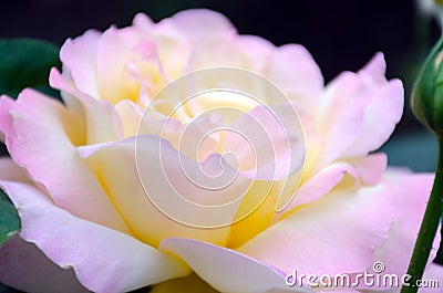 Image with shallow depth of focus - blooming pink rose, gentle petals close up. Stock Photo