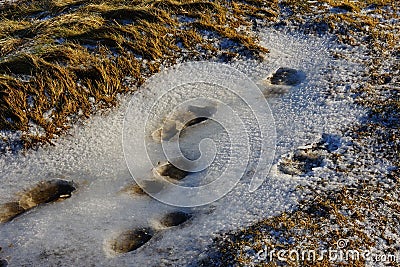 Shoe prints on winter land of the Orkney Islands Stock Photo