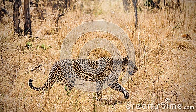 Leopard stalking with full concentration and focus. Stock Photo