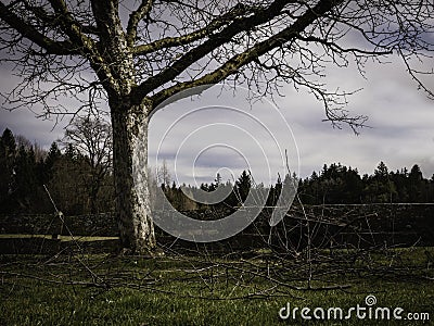 Old apple tree after pruning with lots of cutted branches Stock Photo