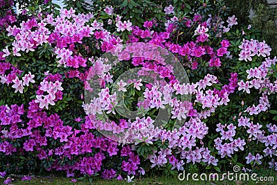 Pink and Purple Azeleas Wallpaper Stock Photo