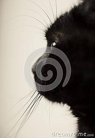 Gatito, the black cat, a fluffy profile. Stock Photo