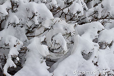 Close up texture view of a yew bush, covered with deep snow Stock Photo