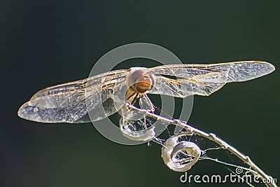 Macro of a Small Dragonfly, upon a small Twig Stock Photo