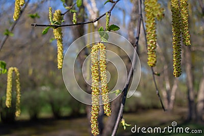 Emerging bright yellow catkins on a river birch tree Stock Photo