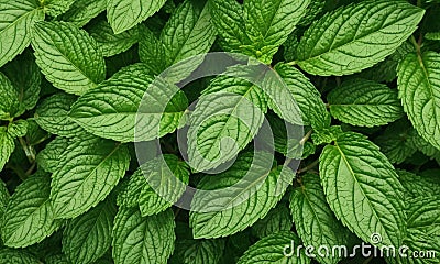 close-up view dense cluster green mint leaves, with their intricate patterns and textures creating lush, Stock Photo