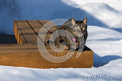 Tabby cat sitting on a deck bench surrounded with snow Stock Photo