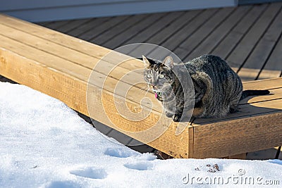 Tabby cat sitting on a deck bench surrounded with snow Stock Photo