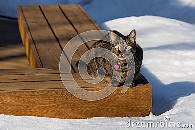 Tabby cat sitting on a deck bench surrounded with snow Stock Photo