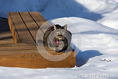 Tabby cat sitting on a deck bench surrounded with snow Stock Photo