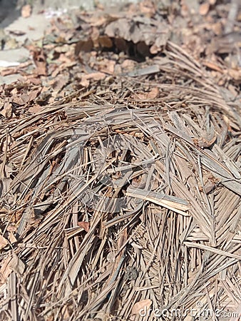 Dried coconut leaves and twigs used as fuels in india Stock Photo