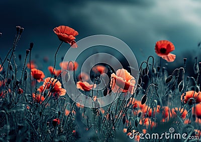 an image shows a field of red poppies Stock Photo