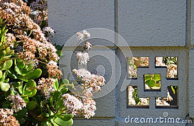 Jade plant or Crassula ovate Stock Photo