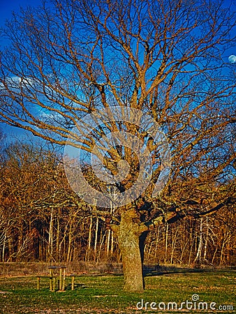 The image shows a large, bare tree in a grassy field with a forest in the background under a clear blue sky with a visible moon Stock Photo