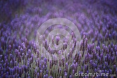 Lavender field Stock Photo