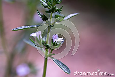 Macro view of tiny summer savory flowers satureja Stock Photo
