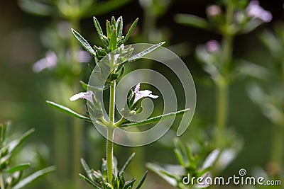 Macro view of tiny summer savory flowers satureja Stock Photo