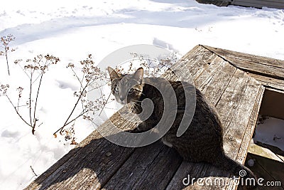View of a pet tabby cat sitting on a rustic old wooden bench, surround with newly fallen snow on a sunny day Stock Photo