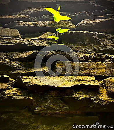 Resilient plant growing from rocks Stock Photo