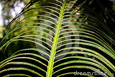 Texture effect of Palm Tree leaves Stock Photo