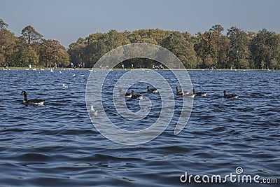 Hyde Park, London - ducks and blue waters. Stock Photo