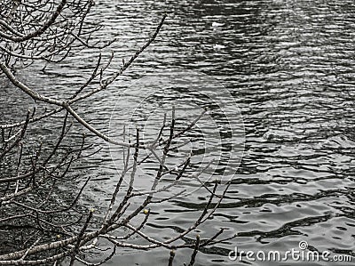 Parks of London - branches and waters. Stock Photo