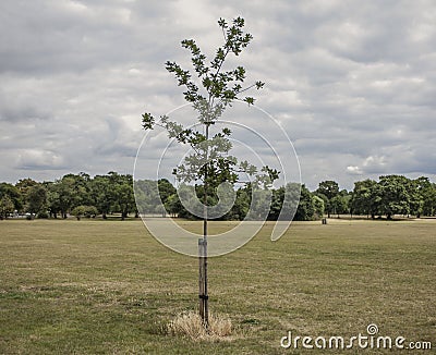 Spring in London; gardens, parks and streets - a young tree. Stock Photo