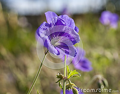 Spring in London; gardens, parks and streets - blue flowers. Stock Photo