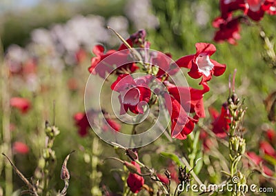 Spring in London; gardens, parks and streets - red flowers on a sunny day. Stock Photo