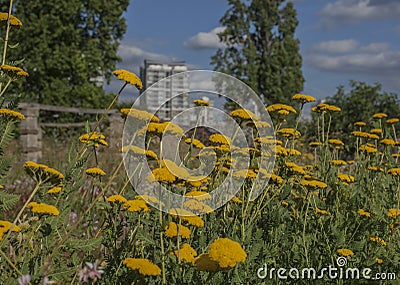 Spring in London; gardens, parks and streets - yellow flowers and tall buildings. Stock Photo