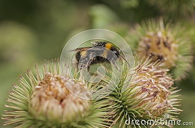 Spring in London; gardens, parks and streets - a bee. Stock Photo