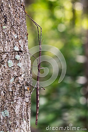 Image of a siam giant stick insect on the tree. Insect Stock Photo