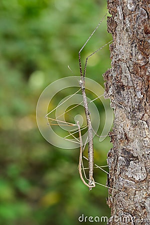 Image of siam giant stick insect on tree on nature background. I Stock Photo