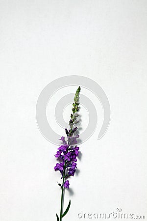 Simple purple flowers against a white background Stock Photo