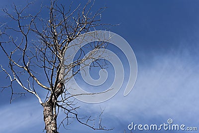 Single Dead Tree Stock Photo