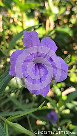 Image of a single purple flower 02 Stock Photo