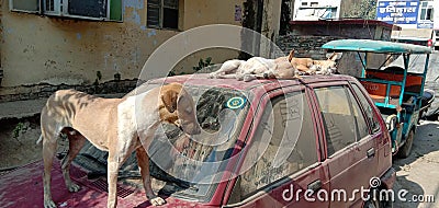 It is an image of sleeping Indian dog on the car Editorial Stock Photo