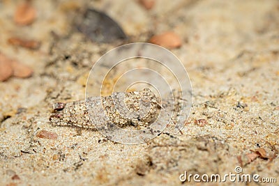 Image of a small brown cricket on the ground. Insect. Animal Stock Photo