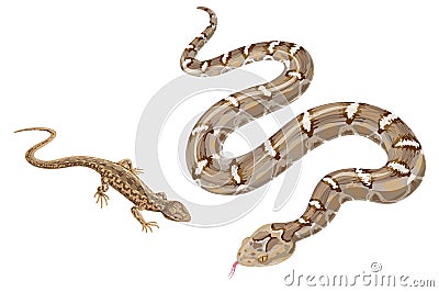 Image of snake and lizard on white. Vector Illustration