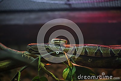 Image of a snake python placed on a branch Stock Photo