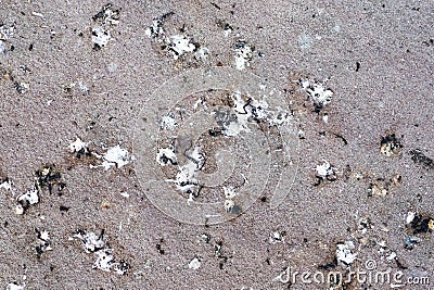 some bird poop on the ground Stock Photo