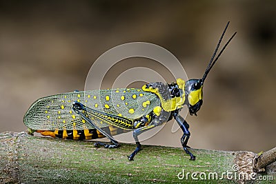 Image of Spotted grasshopper & x28;Aularches miliaris& x29; on branch. Stock Photo