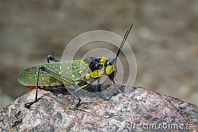Image of spotted grasshopper & x28;Aularches miliaris& x29; on the rocks. Stock Photo