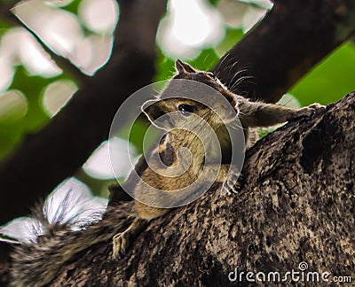 Image of a squirrel Stock Photo