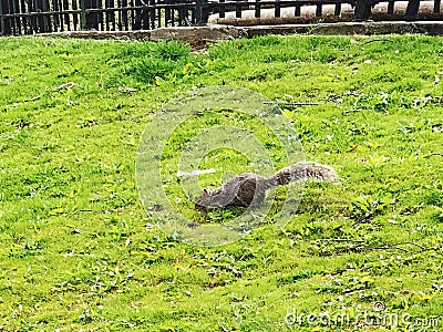 Image of squirrel on the grass . Stock Photo