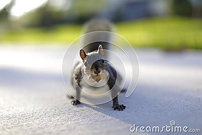 Image of a squirrel with a nut in its mouth Stock Photo