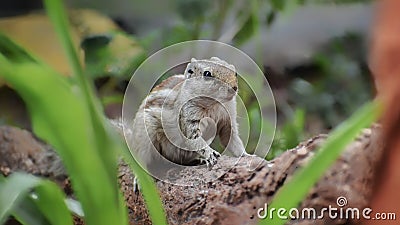 Image of a squirrel on a tree. Stock Photo