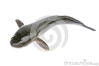 Image of striped snakehead fish isolated on white background,. Aquatic Animals Stock Photo